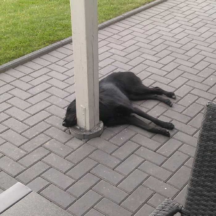 Hund trinkt kein Leitungswasser